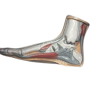 MODEL BIOLOGICAL FOOT (NORMAL)