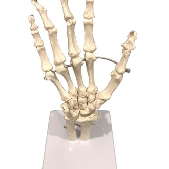 MODEL BIOLOGICAL HAND BONES