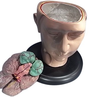 MODEL BIOLOGICAL HEAD ON BASE WITH NECK & BRAIN