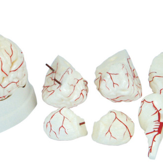 MODEL BIOLOGICAL BRAIN 8PC ON BASE WHITE WITH ATERTIES