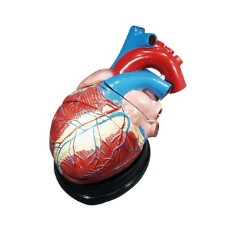 MODEL BIOLOGICAL HEART 3 PARTS ON BASE