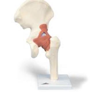 MODEL BIOLOGICAL HIP LEG AND JOINT WITH LIGAMENTS