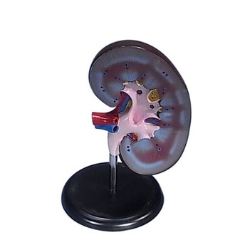 MODEL BIOLOGICAL KIDNEY ON STAND