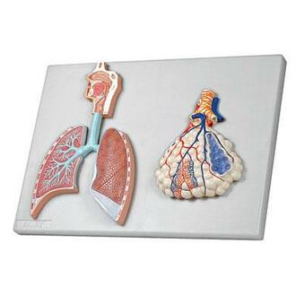 MODEL BIOLOGICAL RESPIRATORY SYSTEM ON BOARD