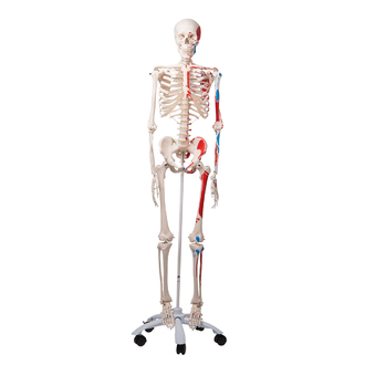 MODEL BIOLOGICAL SKELETON FULL SIZE ON STAND WITH CASTORS