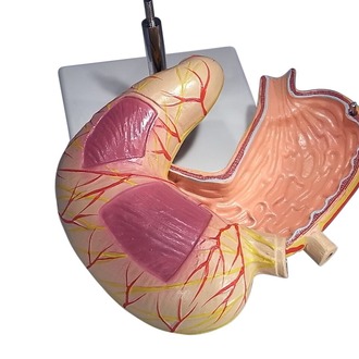 MODEL BIOLOGICAL STOMACH 2 PARTS ON STAND