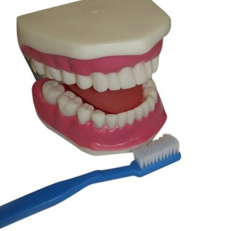 MODEL BIOLOGICAL TEETH CARE WITH BRUSH