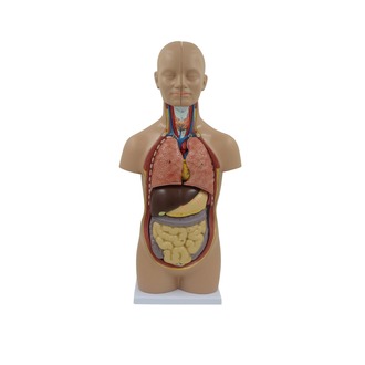 MODEL BIOLOGICAL TORSO HALF LIFE SIZE