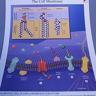 CHART BIOLOGY CELL MEMBRANE 50cm x 66cm PLASTIC