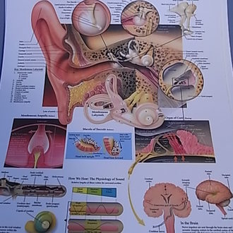 CHART BIOLOGY EAR 50 x 66cm PLASTIC