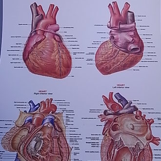 CHART BIOLOGY HEART STRUCTURE OF 50 x 66cm PLASTIC