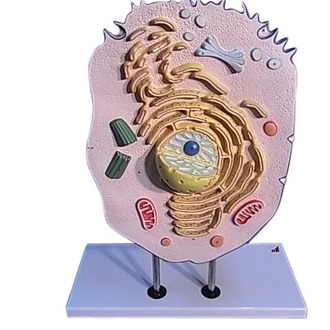 MODEL ZOOLOGICAL ANIMAL CELL ON STAND