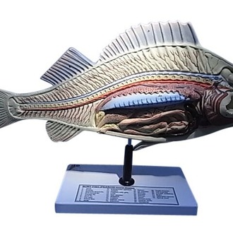 MODEL ZOOLOGICAL FISH DISSECTION ON STAND