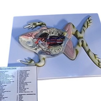 MODEL ZOOLOGICAL FROG DISSECTION ON BOARD