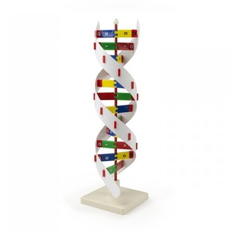 MODEL BIOLOGICAL DNA ACTIVITY KIT