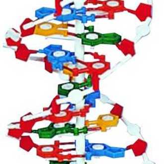 MODEL BIOLOGICAL DNA