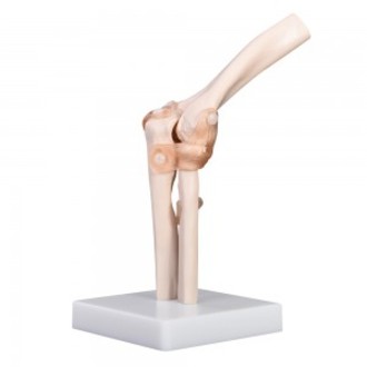 MODEL BIOLOGICAL ELBOW JOINT WITH LIGAMENTS