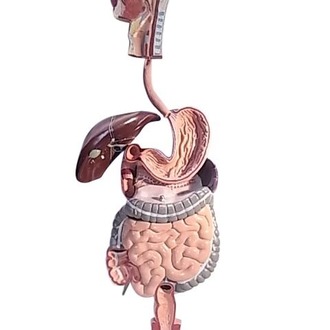 MODEL BIOLOGICAL DIGESTIVE SYSTEM ON BOARD