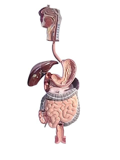 MODEL BIOLOGICAL DIGESTIVE SYSTEM ON BOARD