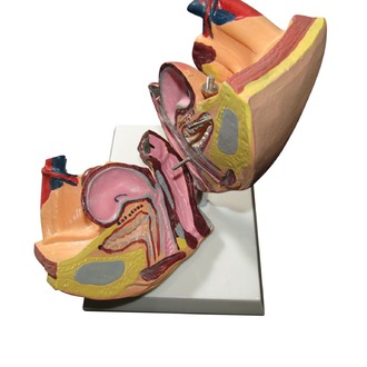 MODEL BIOLOGICAL REPRODUCTIVE SYSTEM FEMALE