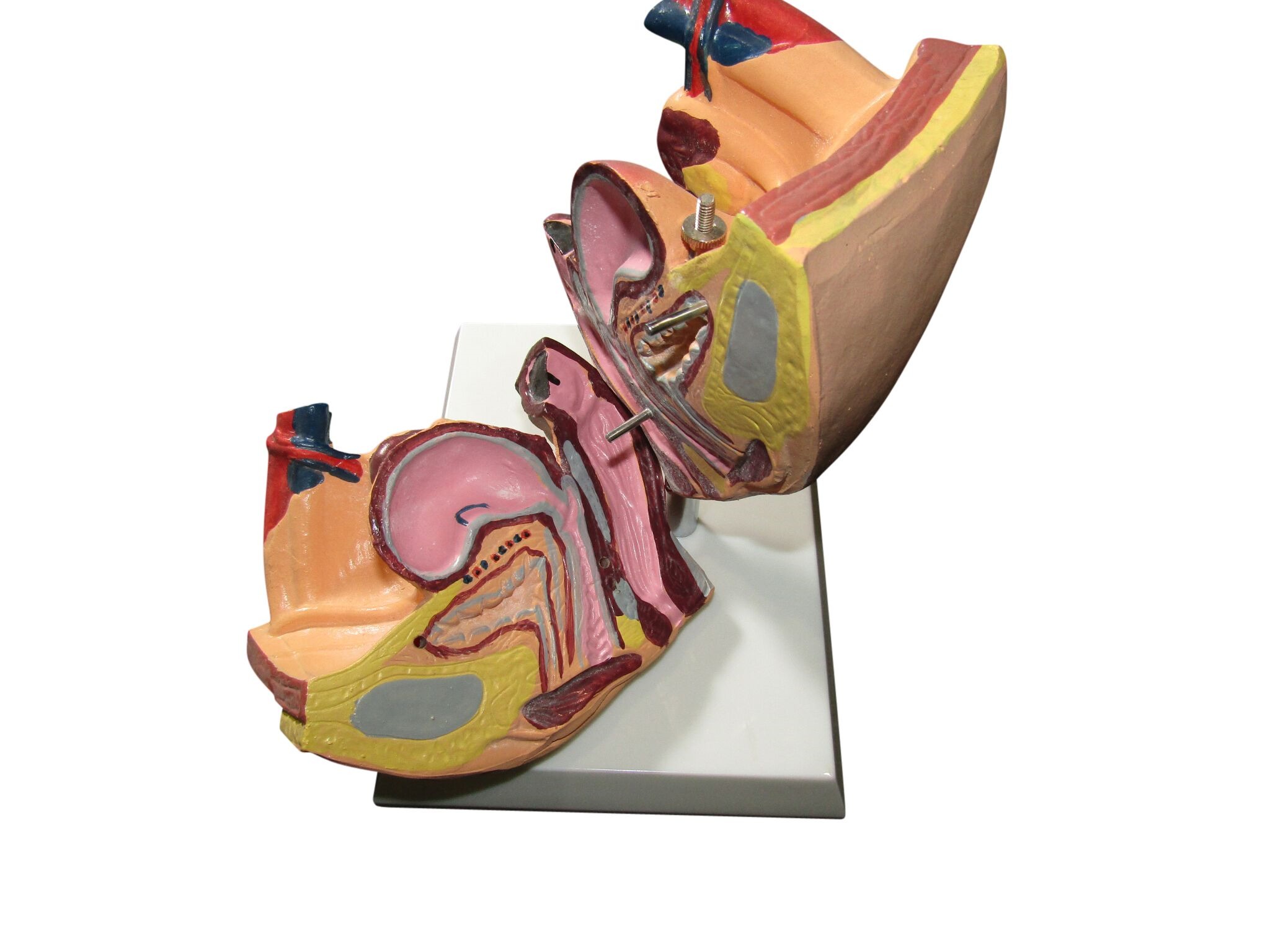 MODEL BIOLOGICAL REPRODUCTIVE SYSTEM FEMALE