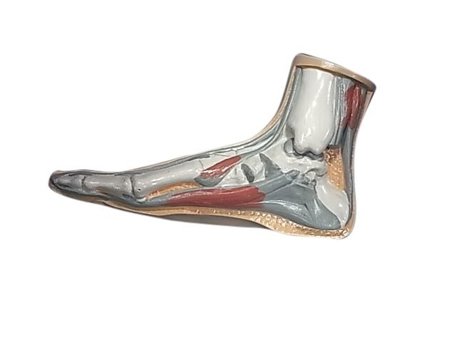 MODEL BIOLOGICAL FOOT (NORMAL)