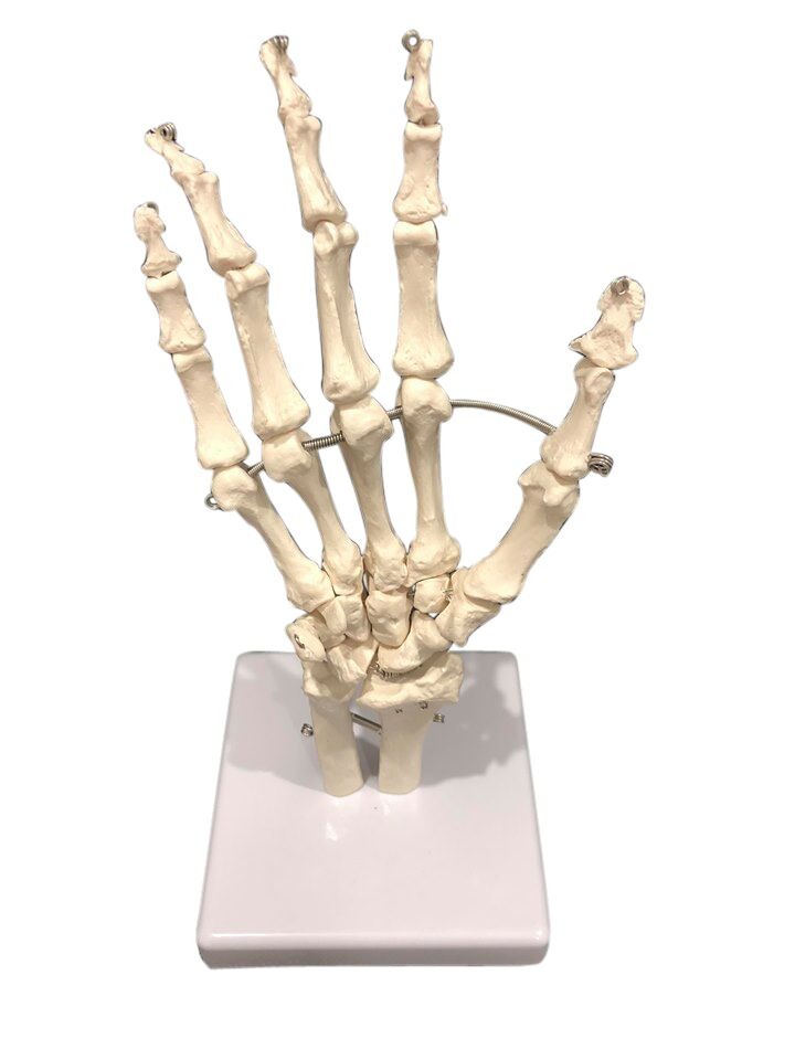 MODEL BIOLOGICAL HAND BONES