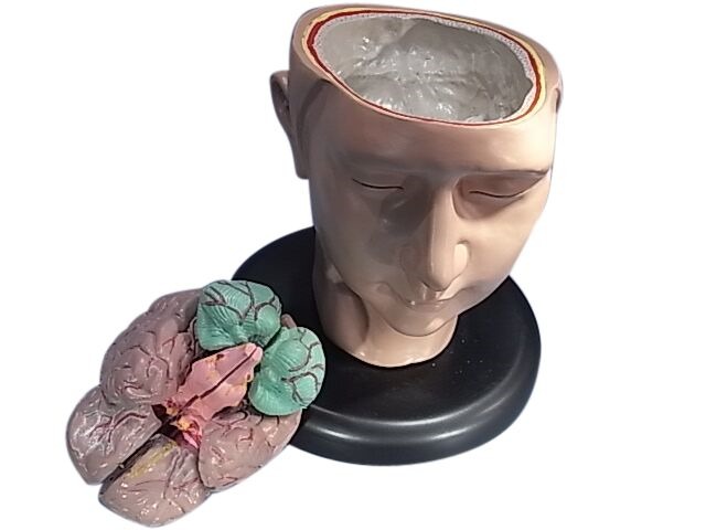 MODEL BIOLOGICAL HEAD ON BASE WITH NECK & BRAIN