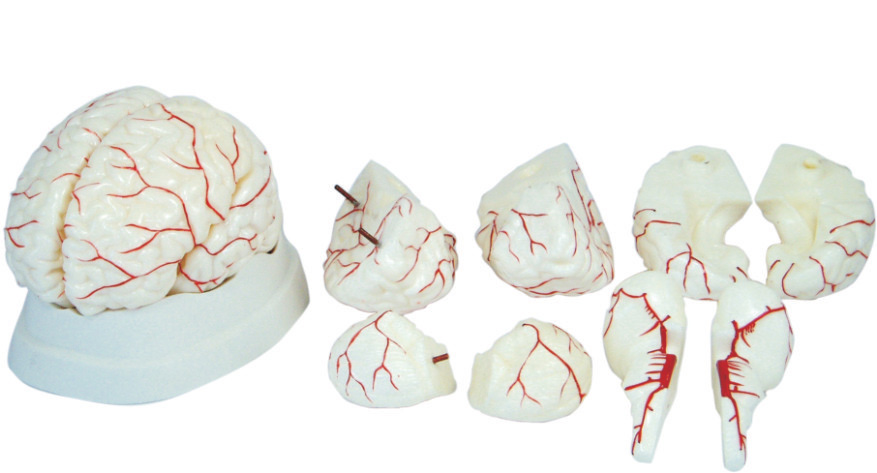 MODEL BIOLOGICAL BRAIN 8PC ON BASE WHITE WITH ATERTIES