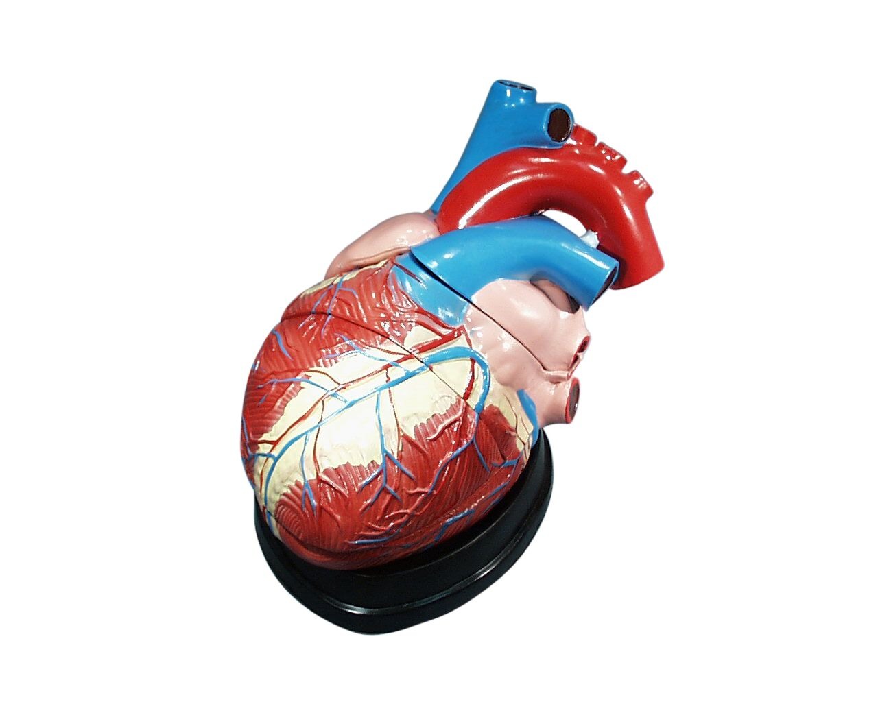 MODEL BIOLOGICAL HEART 3 PARTS ON BASE