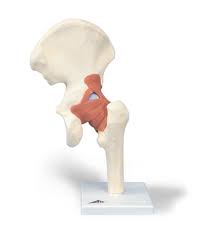 MODEL BIOLOGICAL HIP LEG AND JOINT WITH LIGAMENTS