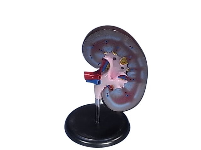 MODEL BIOLOGICAL KIDNEY ON STAND