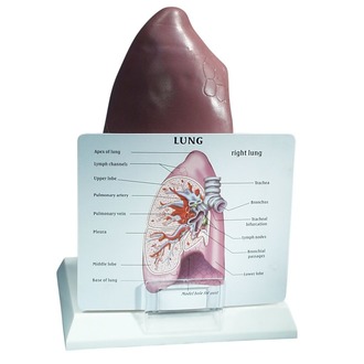 MODEL BIOLOGICAL LUNG ON STAND