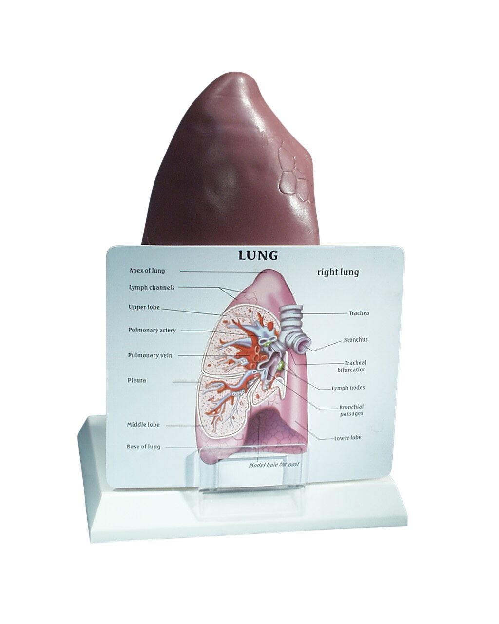 MODEL BIOLOGICAL LUNG ON STAND