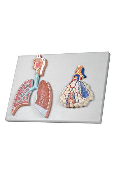 MODEL BIOLOGICAL RESPIRATORY SYSTEM ON BOARD