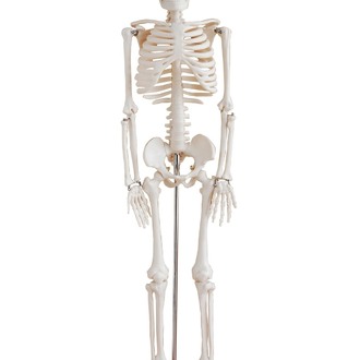 MODEL BIOLOGICAL SKELETON SMALL 850mm