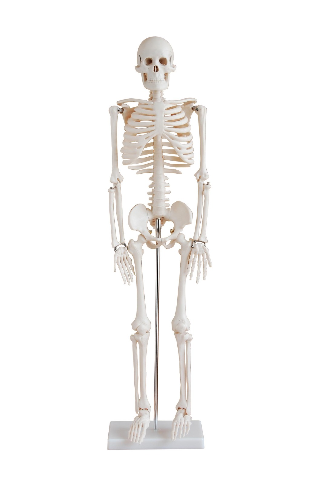 MODEL BIOLOGICAL SKELETON SMALL 850mm