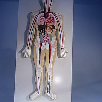 MODEL BIOLOGICAL CIRCULATORY SYSTEM ON BOARD