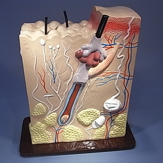 MODEL BIOLOGICAL SKIN SECTION