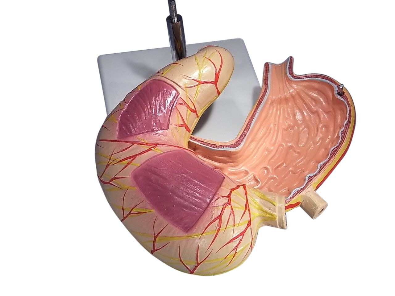 MODEL BIOLOGICAL STOMACH 2 PARTS ON STAND