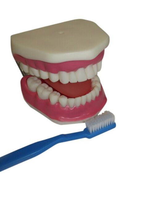 MODEL BIOLOGICAL TEETH CARE WITH BRUSH