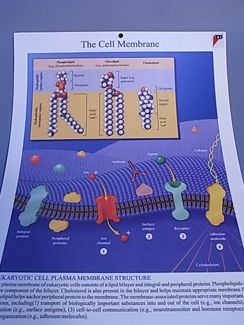 CHART BIOLOGY CELL MEMBRANE 50cm x 66cm PLASTIC