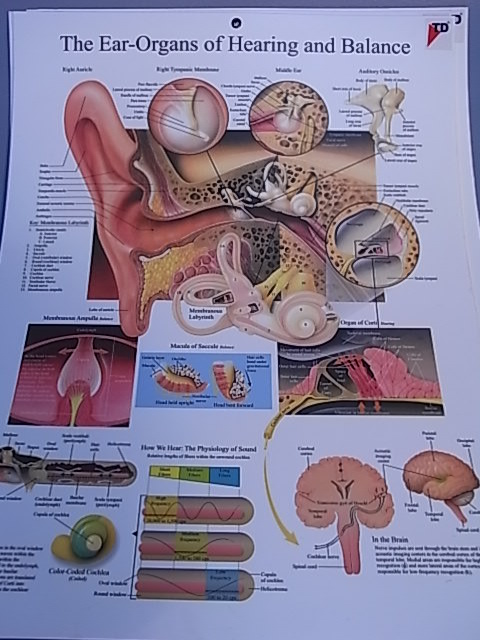 CHART BIOLOGY EAR 50 x 66cm PLASTIC