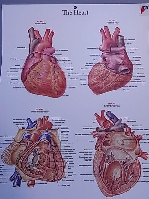 CHART BIOLOGY HEART STRUCTURE OF 50 x 66cm PLASTIC