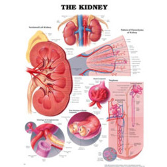 CHART BIOLOGY KIDNEY 50 x 66cm PLASTIC