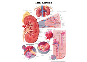 CHART BIOLOGY KIDNEY 50 x 66cm PLASTIC