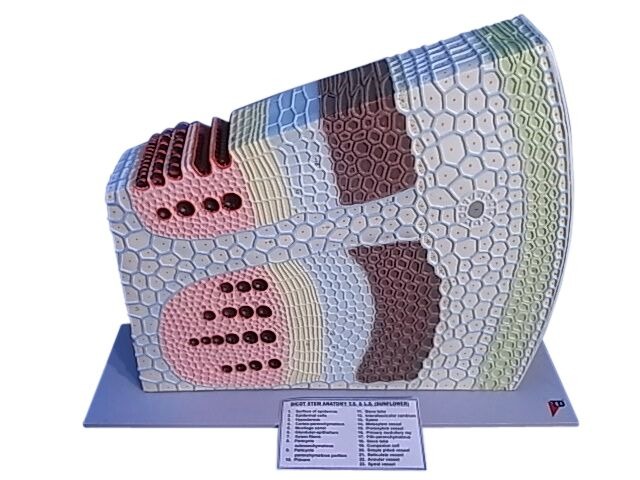 MODEL BOTANICAL DICOT STEM T.S. & L.S. (SUNFLOWER)