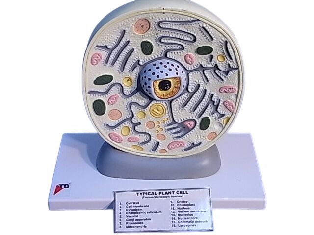 MODEL BOTANICAL TYPICAL PLANT CELL