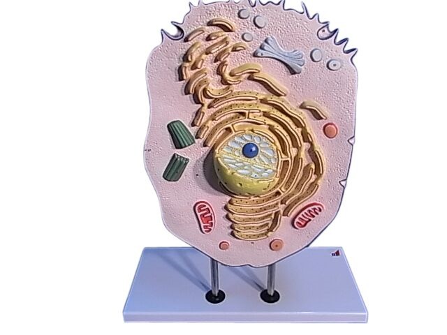 MODEL ZOOLOGICAL ANIMAL CELL ON STAND