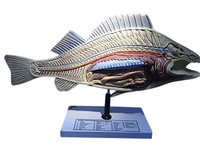 MODEL ZOOLOGICAL FISH DISSECTION ON STAND